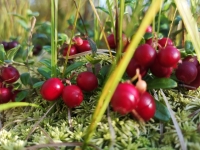 ���������� � ����������� - ���������� ����� ���������� ����