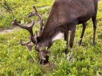 ������������ � �������� ��� - ���������� ����� ���������� ����